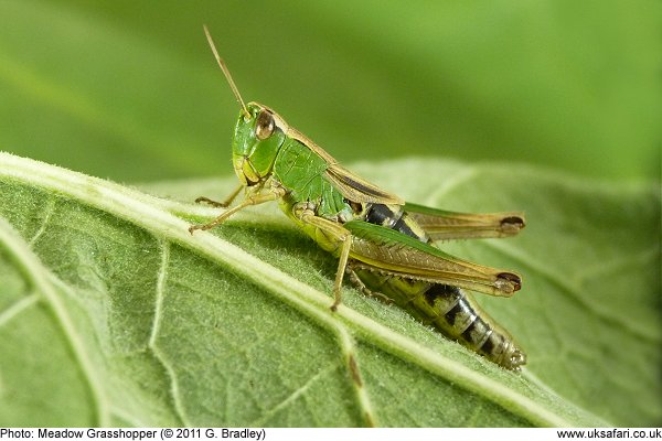 Meadow Grasshopper