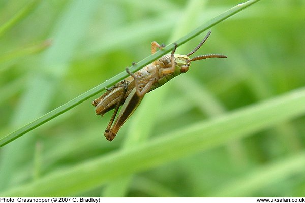 Grasshopper