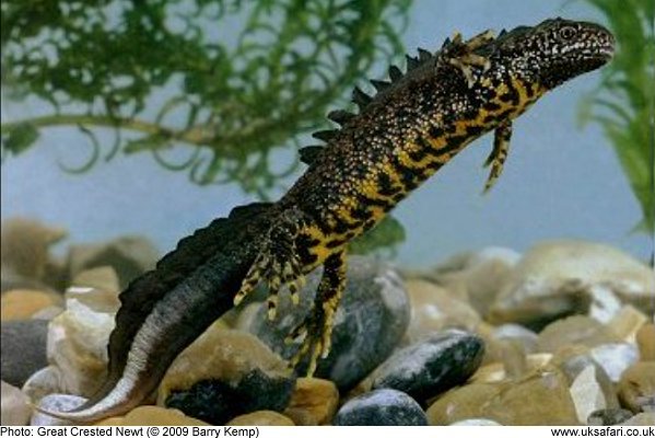 great crested newt