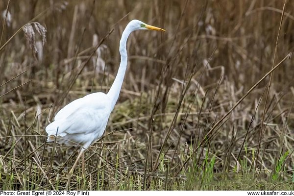 Great Egret