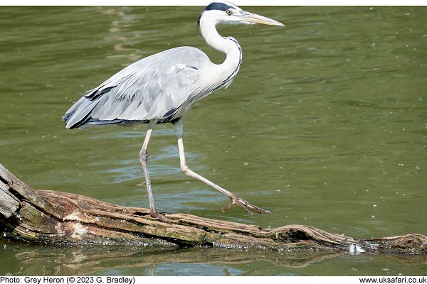 Grey Heron