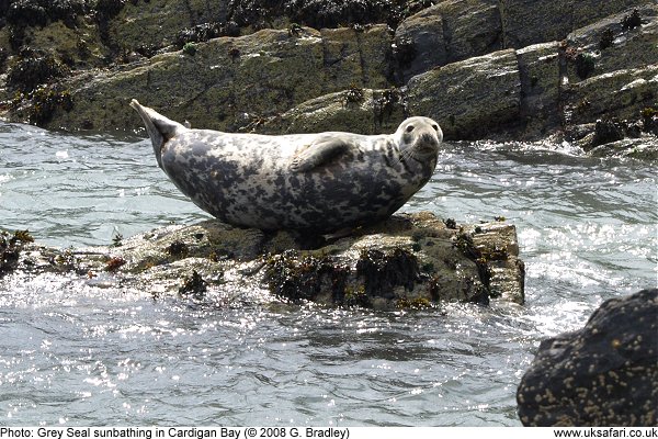 Grey Seal sunbathing