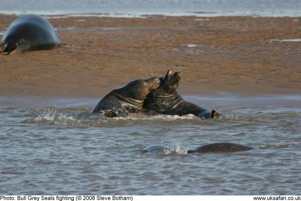 Grey Seals fighting