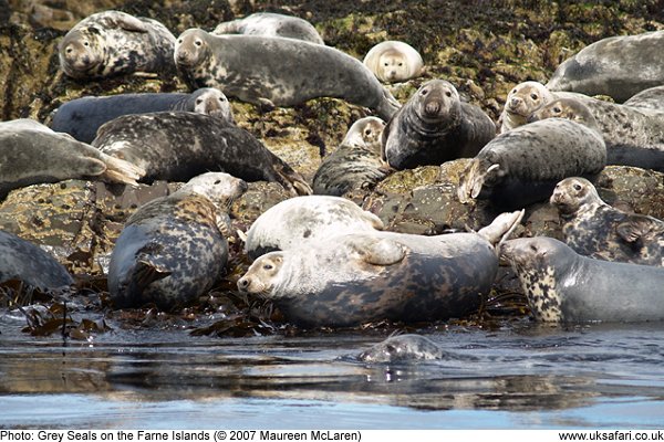 Grey Seal colony