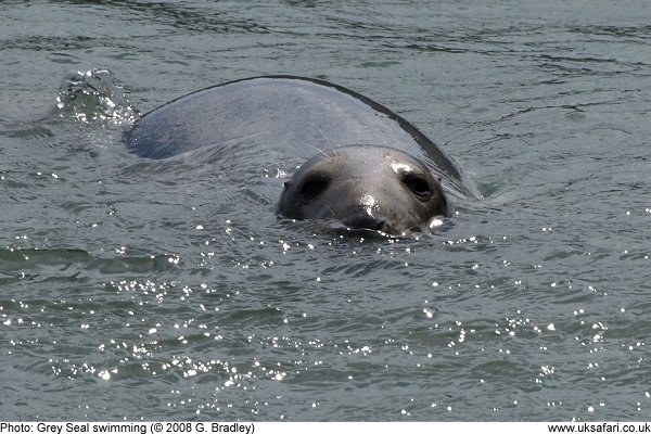 Grey Seal swimming