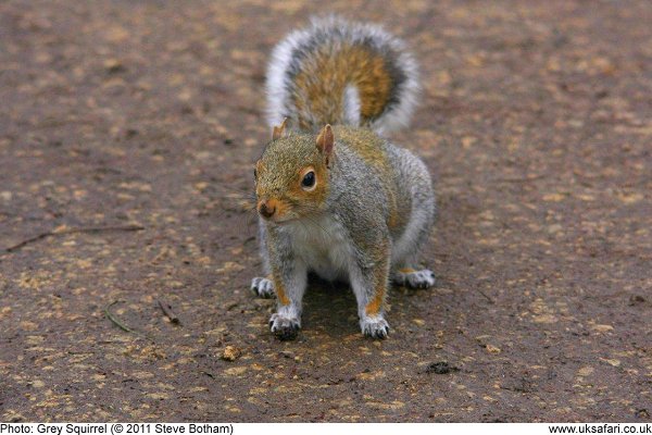 Grey Squirrel