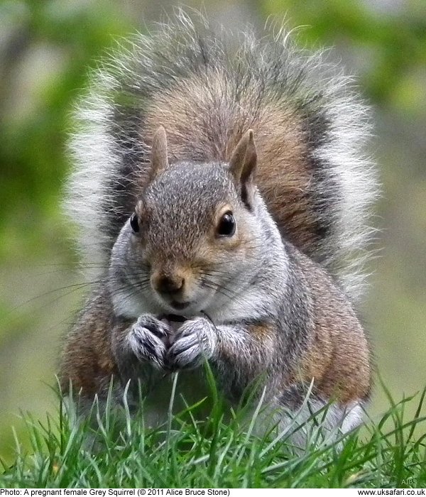 pregnant Grey Squirrel