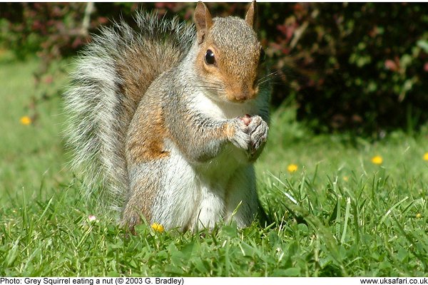 Grey Squirrel eating a nut