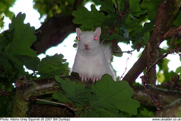 white Grey Squirrel