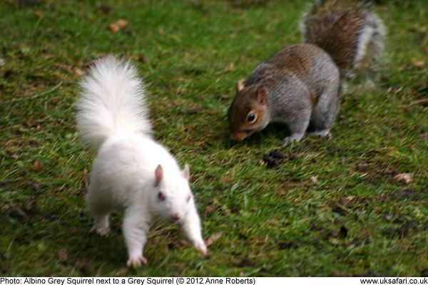 white Grey Squirrel and a Grey Squirrel