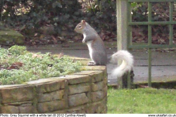 Grey Squirrel with a white tail