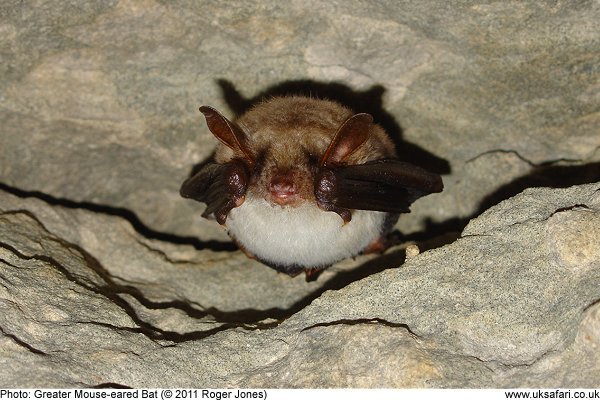 Greater Mouse-eared Bat