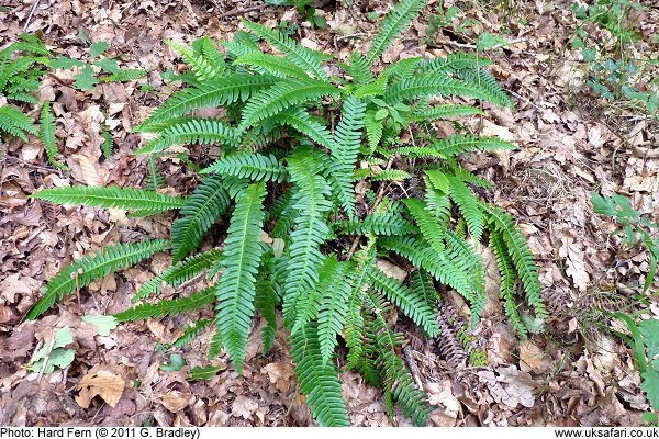 Hard Fern