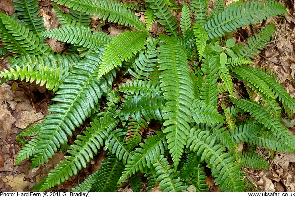 Hard Fern