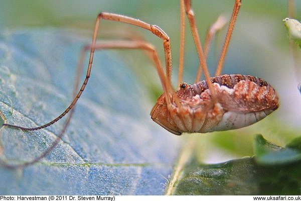 harvestman