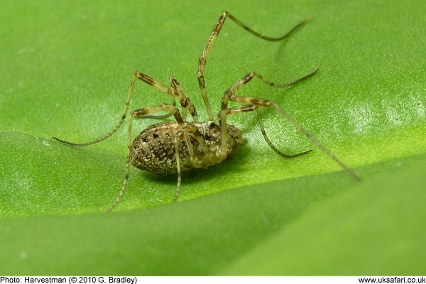 harvestman