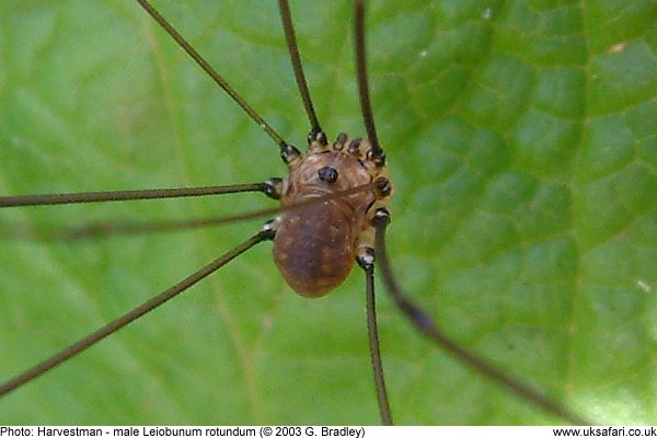 harvestman