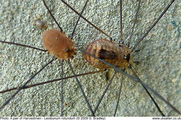 harvestman