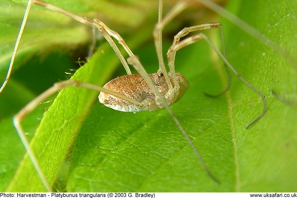 harvestman