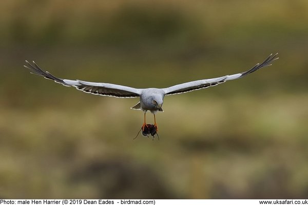 Hen Harrier