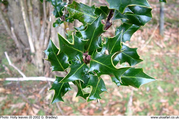 Holly leaves