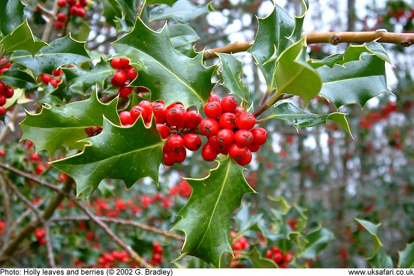 holly leaves and berries