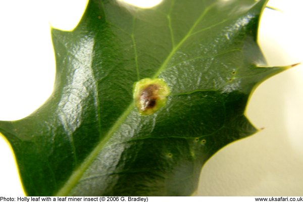 holly leaf with a leaf mining insect inside