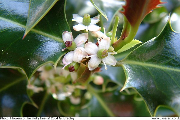 holly tree flowers