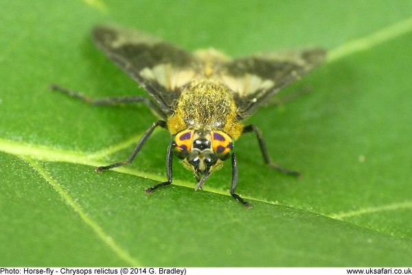 Horse-fly Chrysops relictus