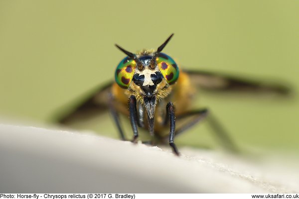 Horse-fly Chrysops relictus