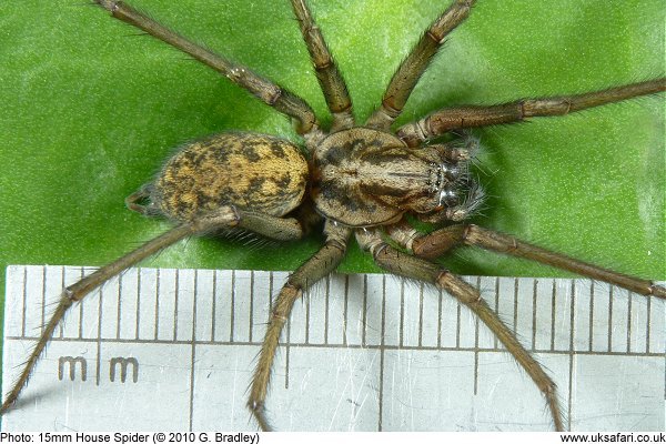 15mm House Spider by G. Bradley