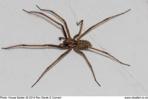 House Spider