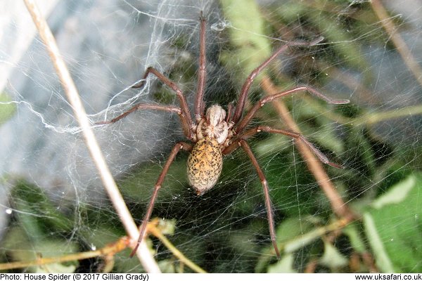 House Spider on web