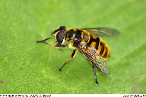 Batman Hoverfly