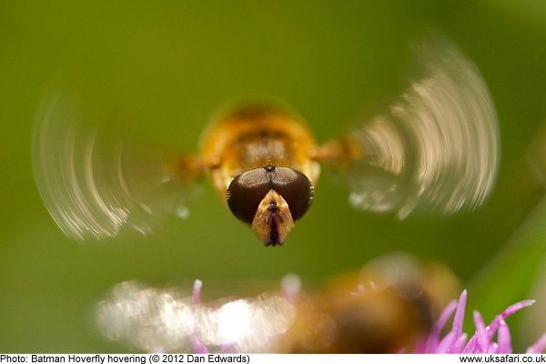 Batman Hoverfly