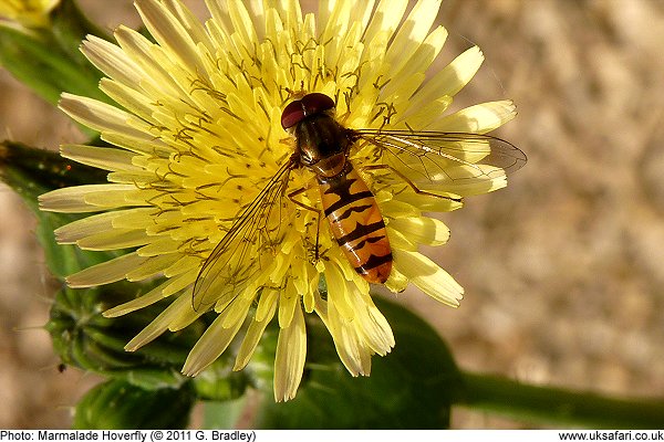 Marmalade Hoverfly