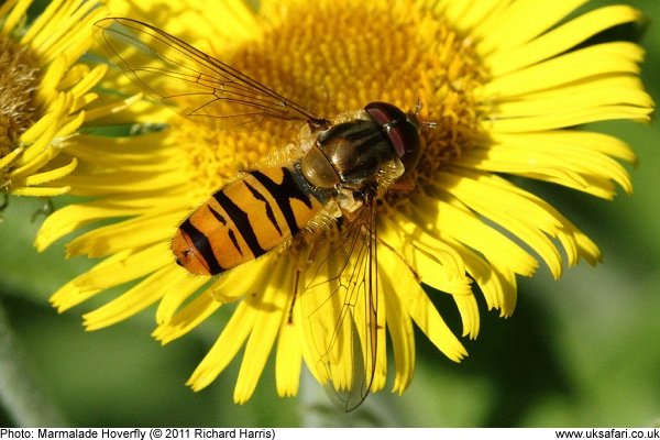 Marmalade Hoverfly