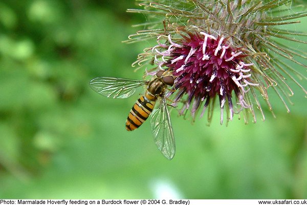 Marmalade Hoverfly