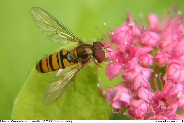 Marmalade Hoverfly