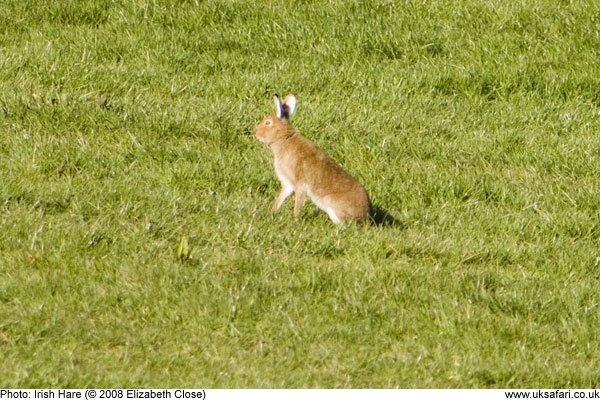 Irish hare