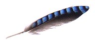 Jay feather