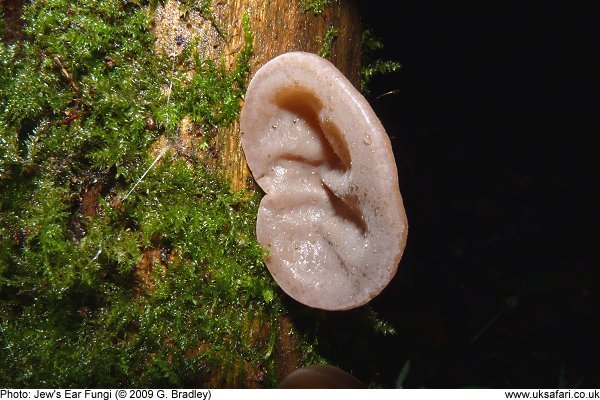 Jew's Ear Fungi