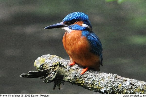 kingfisher