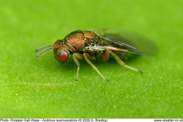 Knopper Gall Wasp