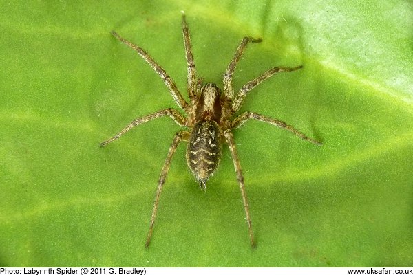 labyrinth spider