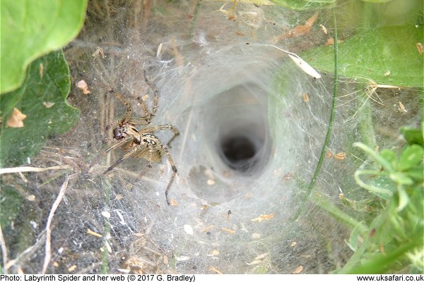 Labyrinth Spider and her funnel-shaped web