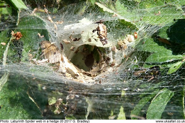 Labyrinth Spider web