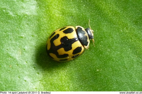 14-Spot Ladybird