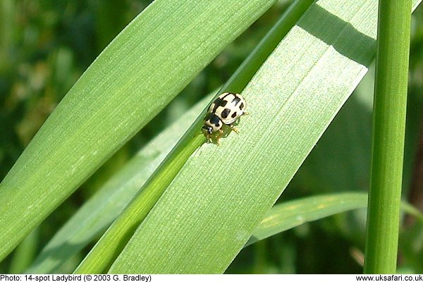 14-spot Ladybird