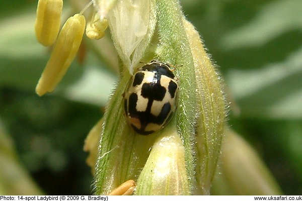 14-spot Ladybird